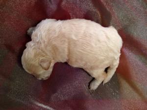 Male Poodle Bichon Puppy for sale #2 Born 10-25-13 Bichon poos for sale can be shipped for $150 into Boston, Baltimore, Philadelphia, Providence, Newark, Washington DC and Many other large cities!